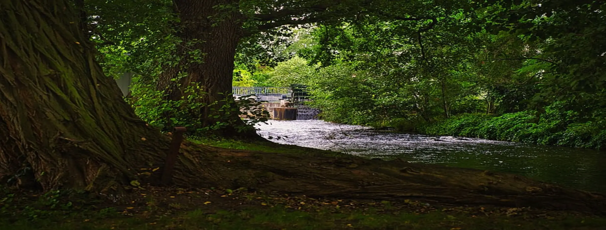 Image for Serene Environment